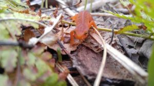 Fun Animal Fact - Eastern Newt