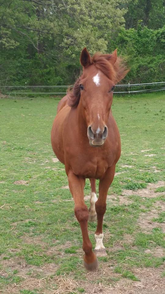 Brown Horse Names