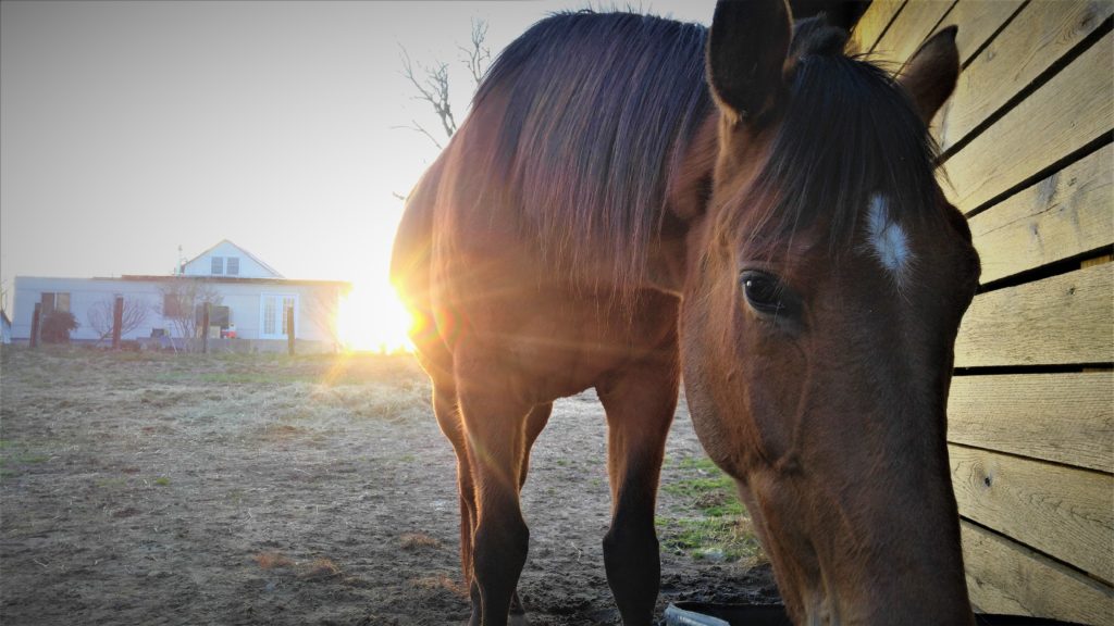 Brown Horse Names