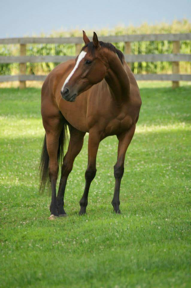 Brown Horse Names