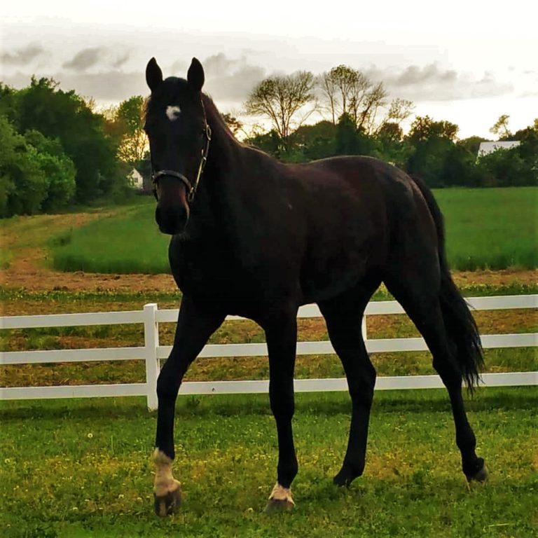 5 Ways to Find Cheap Horse Supplies Kat Haas Outdoors