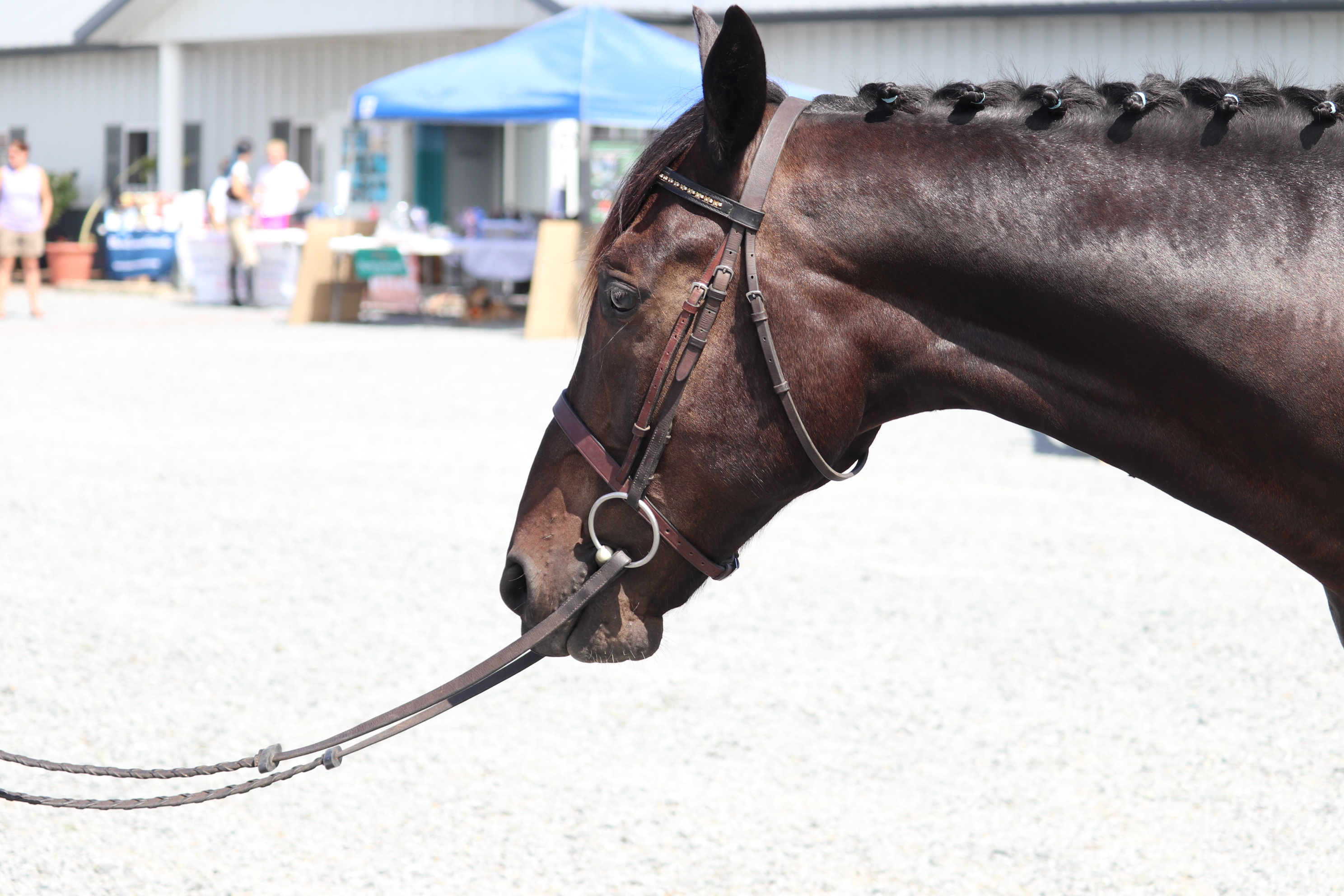 The 2018 Standardbred Makeover hosted by Horse Lovers United, Inc